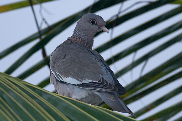 Bare-eyed Pigeon (Patagioenas corensis)