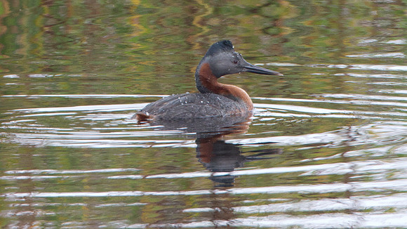 Great Grebe (Podiceps major)