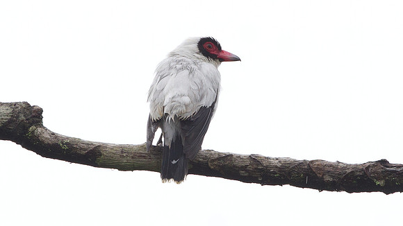 Masked Tityra (Tityra semifasciata)