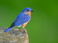 Eastern Bluebird (Sialia sialis) Male