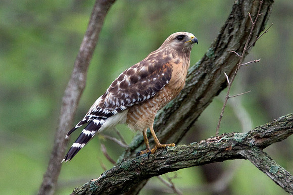 Red-shouldered Hawk (Buteo lineatus) male