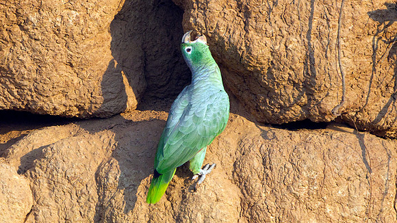 Mealy Parrot (Amazona farinosa)