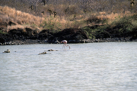 American Flamingo (Phoenicopterus ruber)