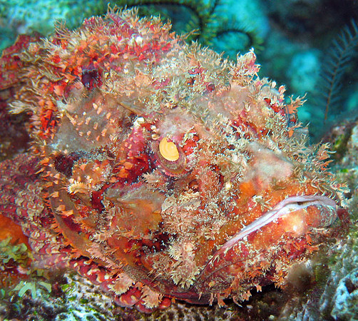 Scorpionfish (Family Scorpaenidae)