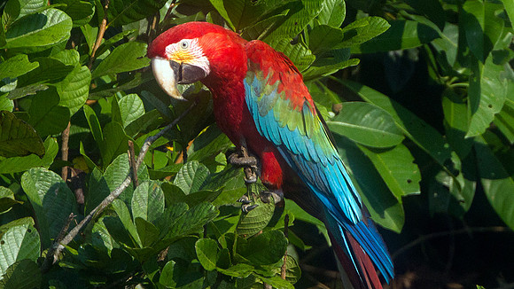 Red-and-green Macaw (Ara chloropterus)