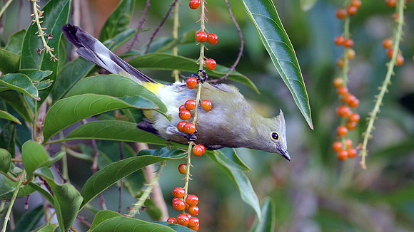 Long-tailed Silky-flycatcher (Ptilogonys caudatus) female