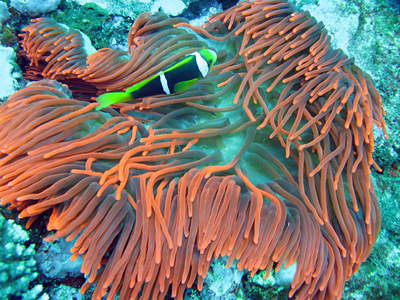 Clownfish (Family Pomacentridae)