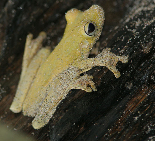 Frog (genus Hyla)