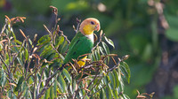 White-bellied Parrot (Pionites leucogaster)