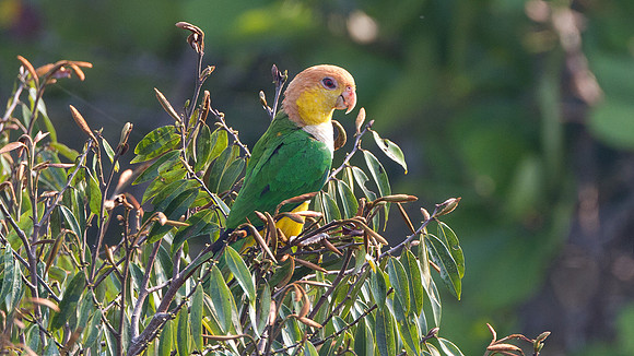 White-bellied Parrot (Pionites leucogaster)