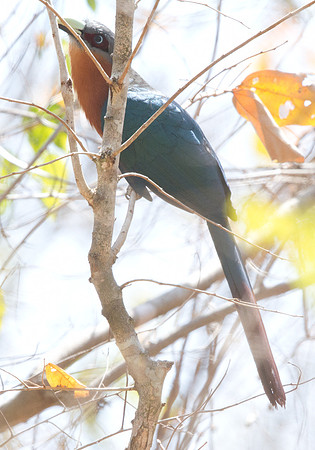 Chestnut-breasted malkoha (Phaenicophaeus curvirostris)