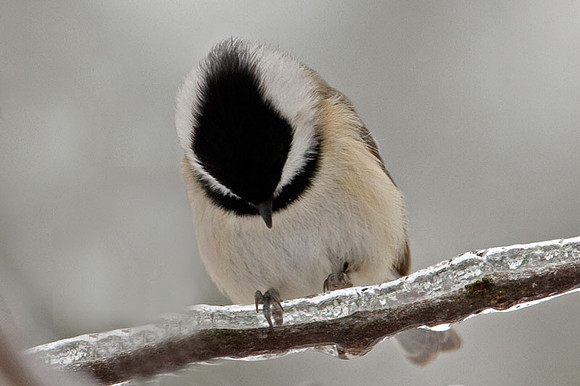 Carolina Chickadee (Poecile carolinensis)