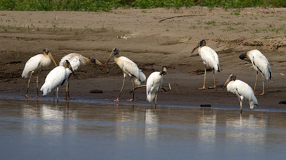 Wood Stork (Mycteria americana)