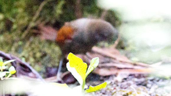 Dusky Spinetail (Synallaxis moesta)