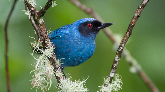Masked Flowerpiercer (Diglossopis cyanea)