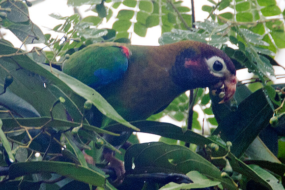 Brown-hooded Parrot (Pyrilia haematotis)