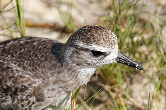 Black Bellied Plover (Pluvialis squatarola) also known as Grey Plover