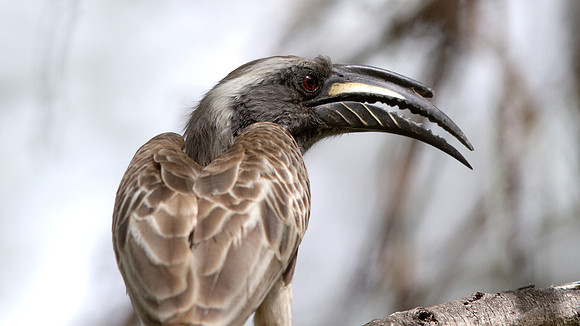 African Grey Hornbill (Tockus nasutus)