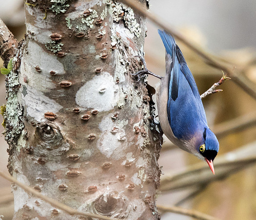 Velvet-fronted nuthatch (Sitta frontalis) Male