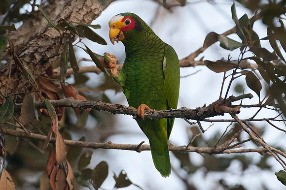 Yucatan Amazon or Yellow-lored Amazon or Yucatan Parrot or Yellow-lored Parrot (Amazona xantholora)