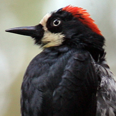 Acorn woodpecker (Melanerpes formicivorus) male