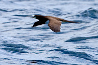 Brown Booby (Sula leucogaster)
