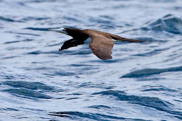 Brown Booby (Sula leucogaster)