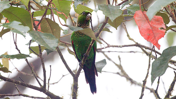 Maroon-tailed Parakeet (Pyrrhura melanura)