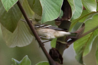 Bay-breasted Warbler (Dendroica castanea)