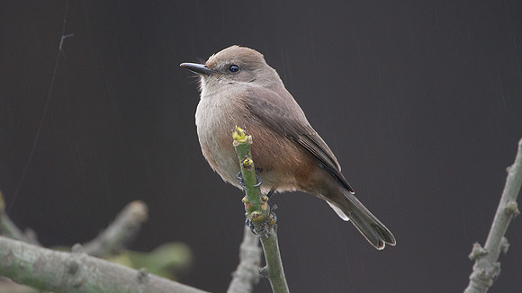 Vermilion Flycatcher (Pyrocephalus rubinus)