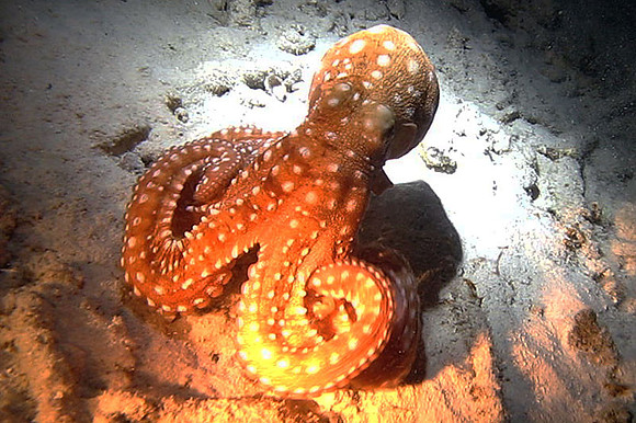 Atlantic White-spotted Octopus (Octopus macropus)