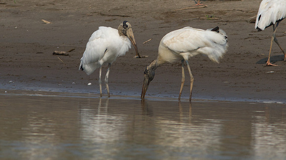 Wood Stork (Mycteria americana)