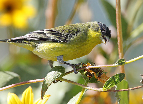 Lesser Goldfinch (Carduelis psaltria) also known as Dark-backed Goldfinch