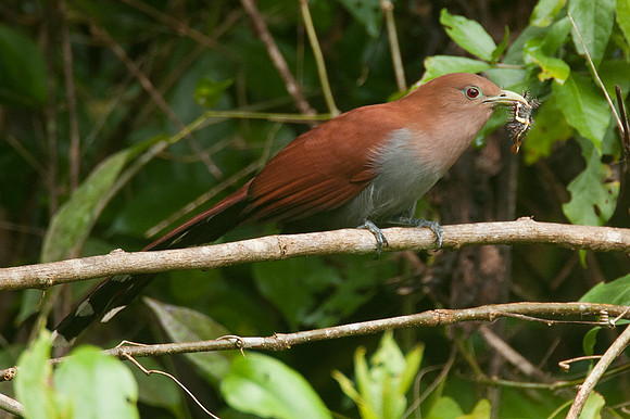 Squirrel Cuckoo (Piaya cayana)