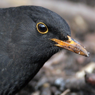 Common Blackbird (Turdus merula) also known as Eurasian Blackbird