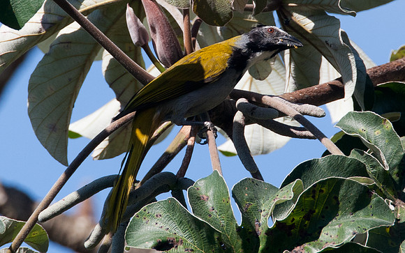 Black-headed Saltator (Saltator atriceps)