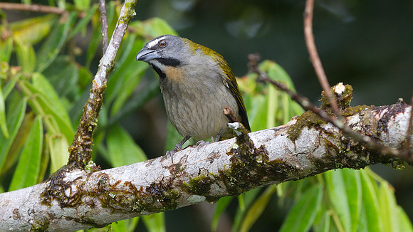 Buff-throated Saltator (Saltator maximus)