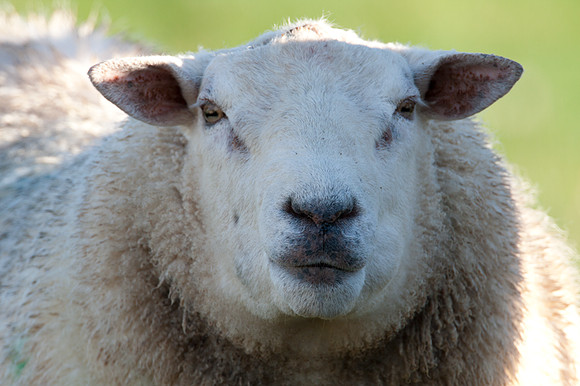 Sheep