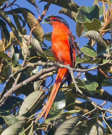 Sunda minivet (Pericrocotus miniatus)
