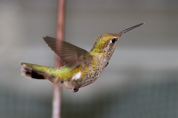 Anna's Hummingbird (Calypte anna)
