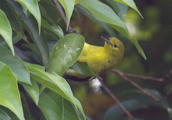 Common iora (Aegithina tiphia)