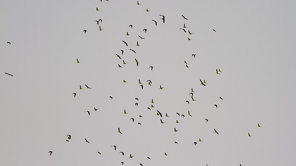 Swift unidentified