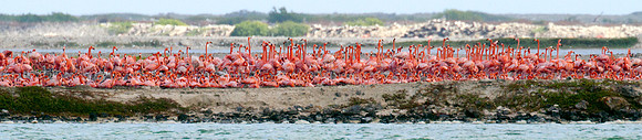 American Flamingo (Phoenicopterus ruber)