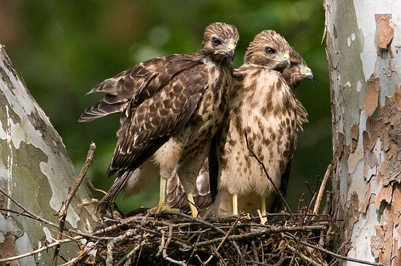Red-shouldered Hawk (Buteo lineatus) juvenile