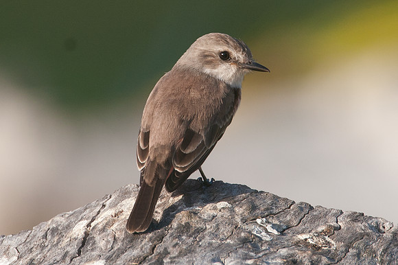 Vermilion Flycatcher (Pyrocephalus rubinus) female