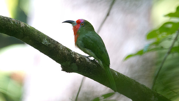 Red-bearded Bee-eater (Nyctyornis amictus)