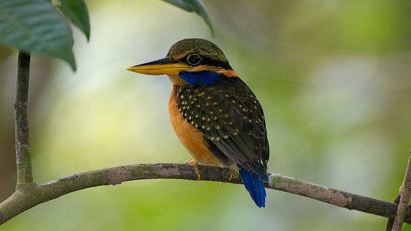Chestnut-collared Kingfisher (Halcyon concreta) female