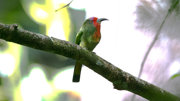 Red-bearded Bee-eater (Nyctyornis amictus)