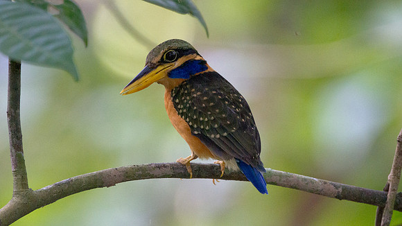 Chestnut-collared Kingfisher (Halcyon concreta) female