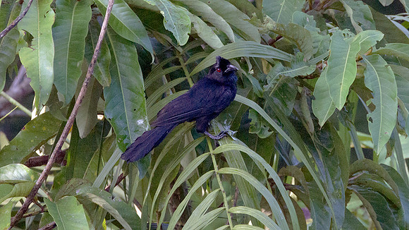 Black Magpie (Platysmurus leucopterus)